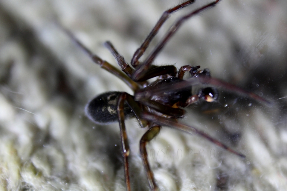 Amaurobius ferox - nagy eretnekpók