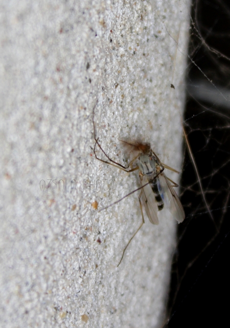 Chironomidae - árvaszúnyogok