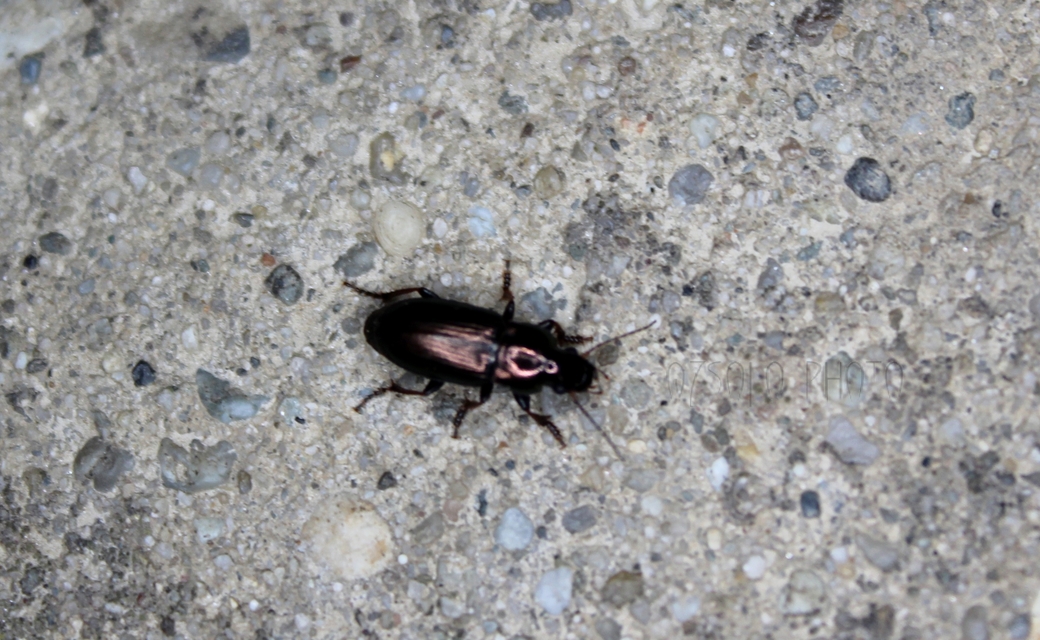 Harpalus distinguendus - mezei lomhafutó