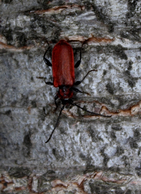 Pyrrhidium sanguineum - tűzpiros facincér