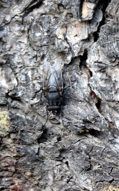 Calliphoridae - dongólegyek