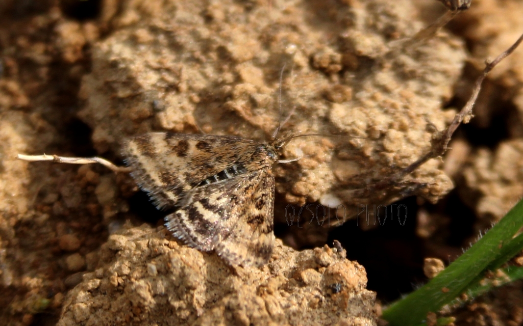 Pyrausta despicata - réti bíbormoly