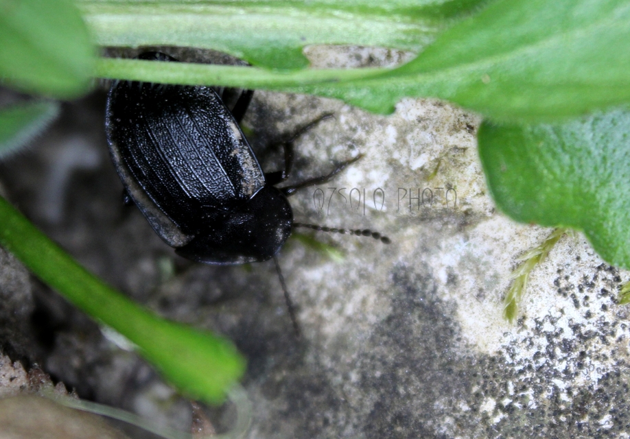 Phosphuga atrata - bordás csigarabló