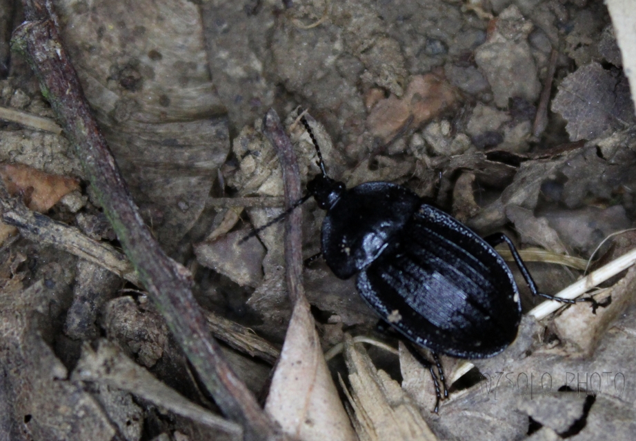 Phosphuga atrata - bordás csigarabló