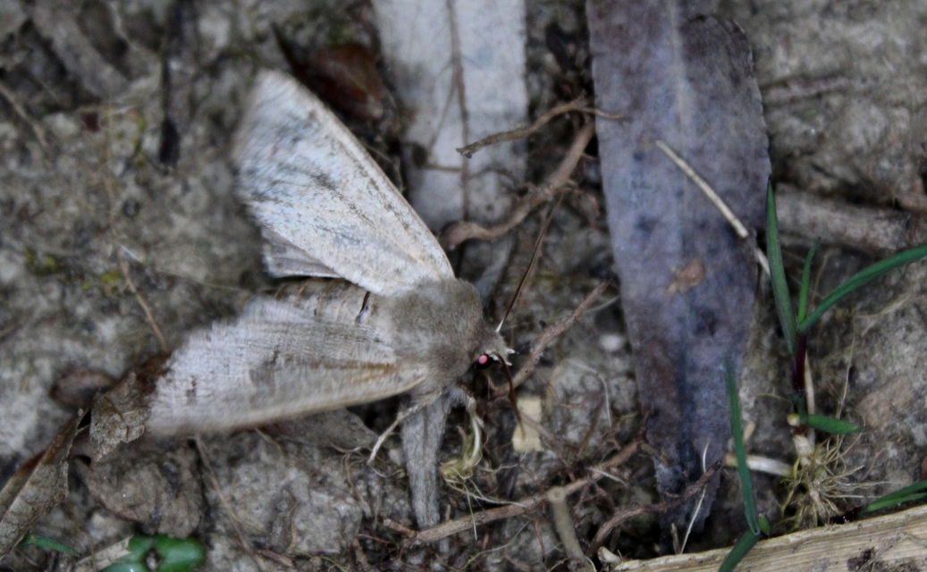 Orthosia cruda - kis barkabagoly