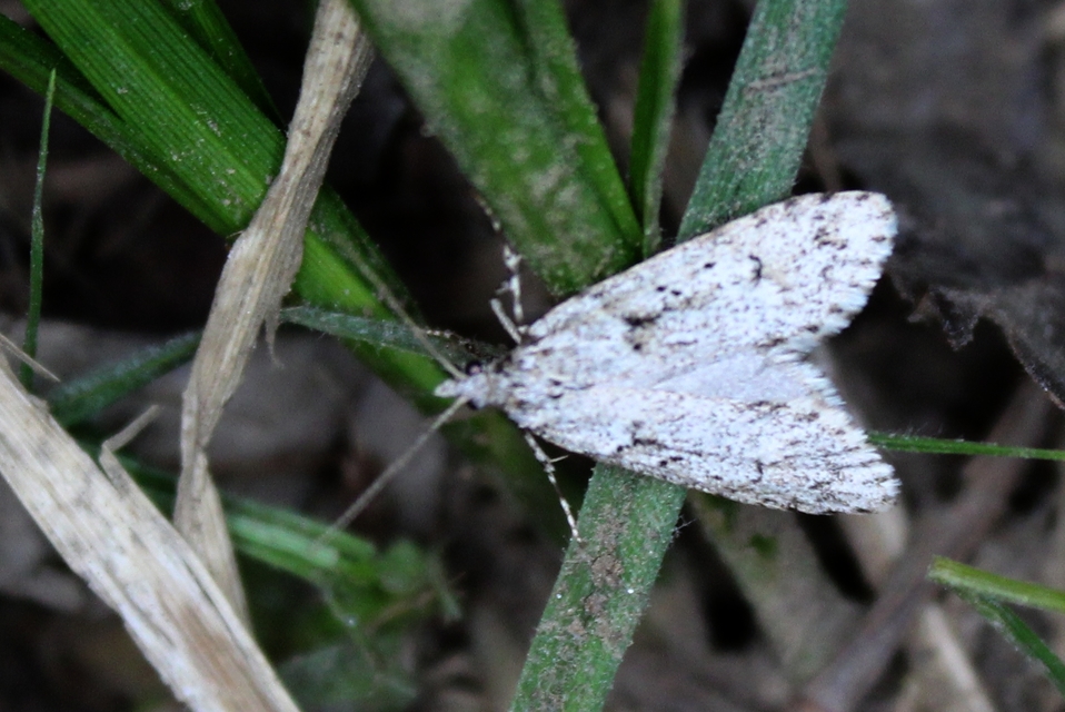 Diurnea fagella - szürke tavaszimoly