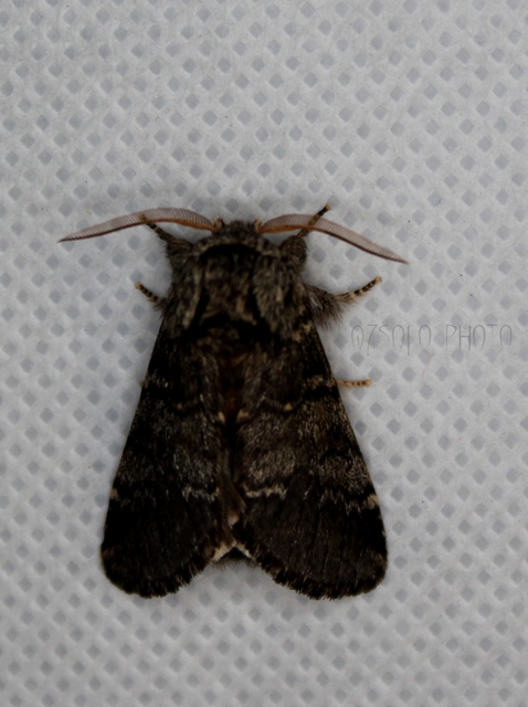 Drymonia ruficornis - cserfa-púposszövő