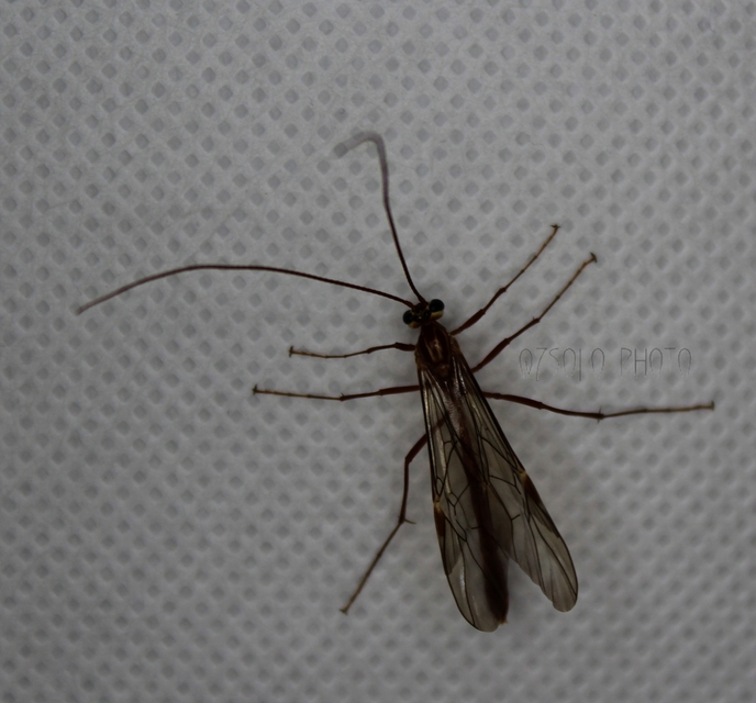 Ophion obscuratus