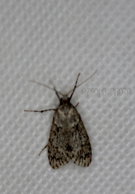 Diurnea fagella - szürke tavaszimoly