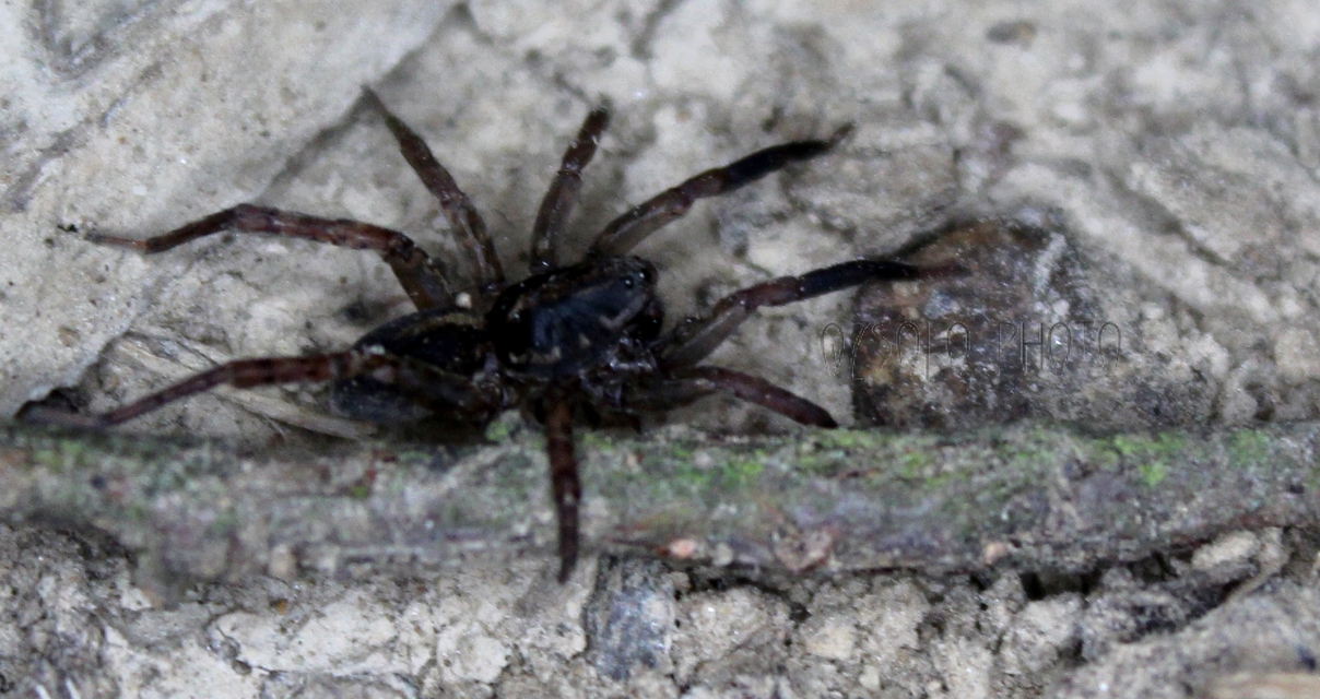 Trochosa