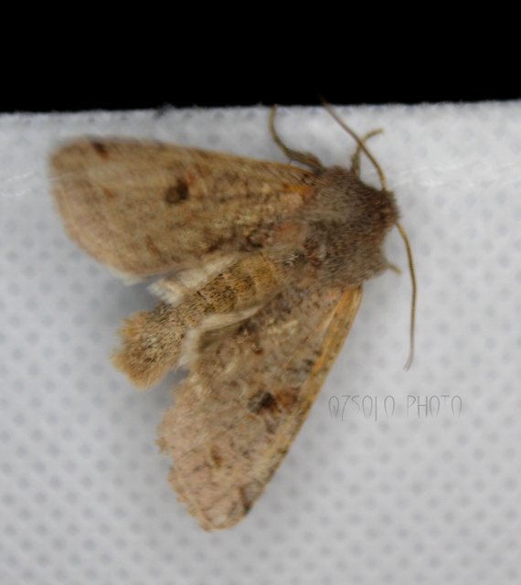 Orthosia incerta - változékony barkabagoly