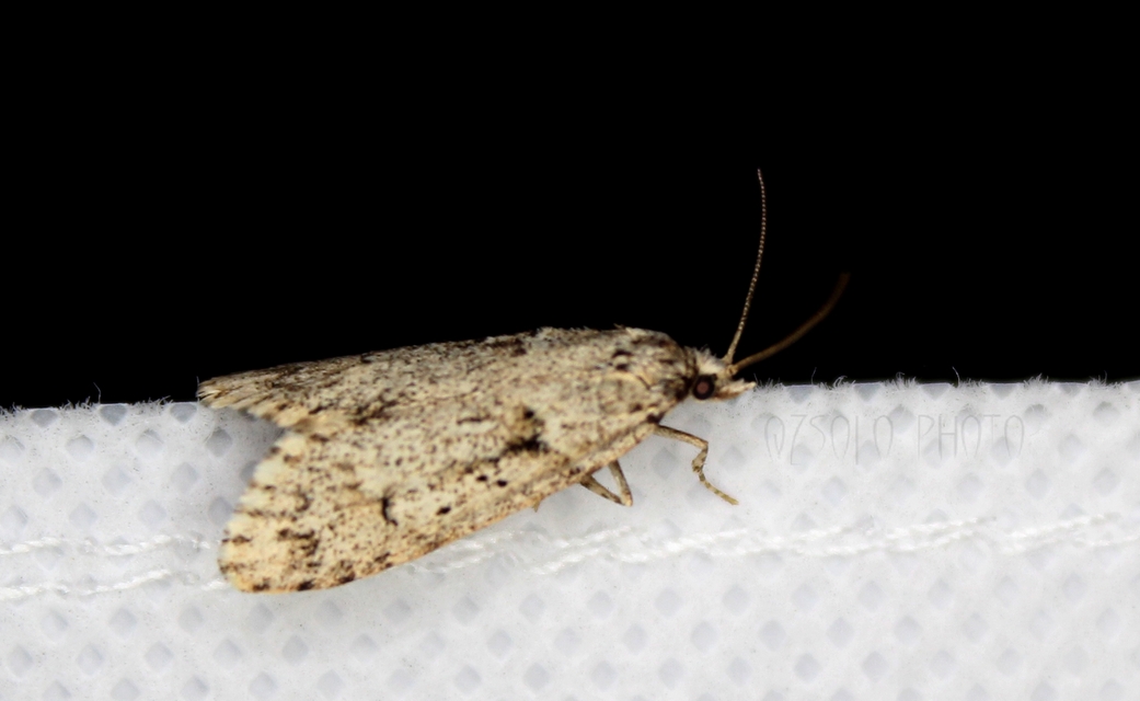 Diurnea fagella - szürke tavaszimoly