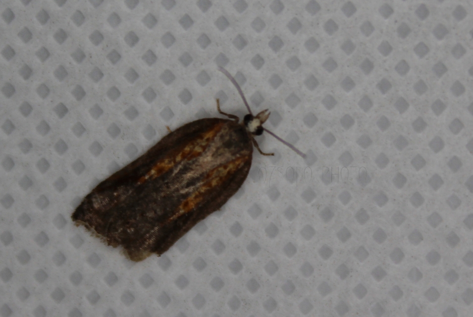 Acleris cristana - pamacsos levélmoly