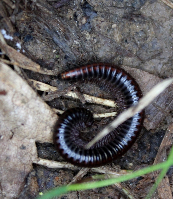 Diplopoda - Ikerszelvényesek
