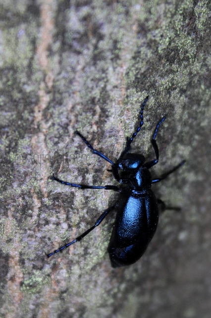 Meloe violaceus - kék nünüke