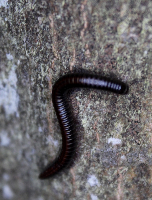 Diplopoda - Ikerszelvényesek
