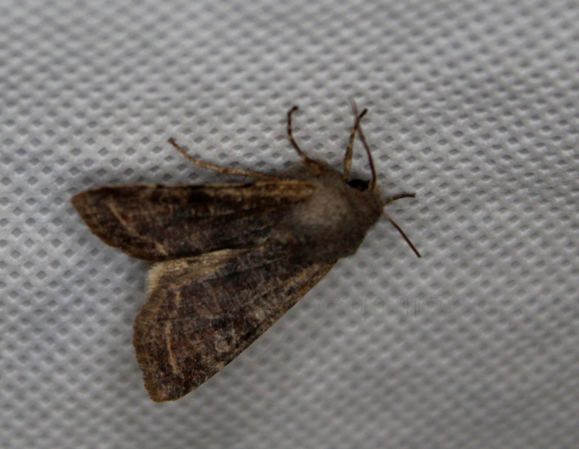 Orthosia incerta - változékony barkabagoly