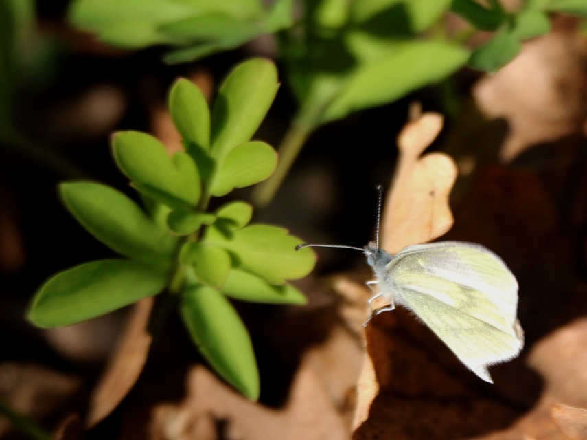 Leptidea sinapis - mustárlepke