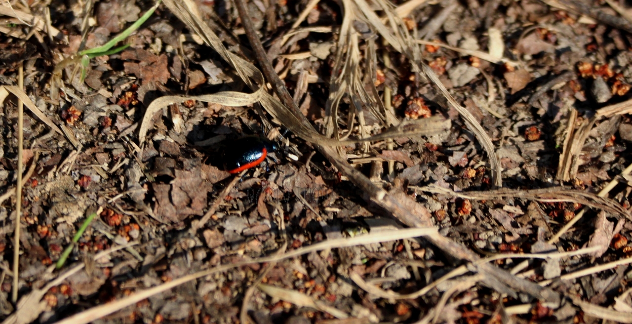 Chrysolina