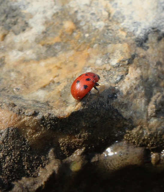 Gonioctena fornicata - közönséges lucernabogár