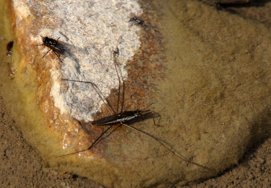Gerridae - molnárpoloskák