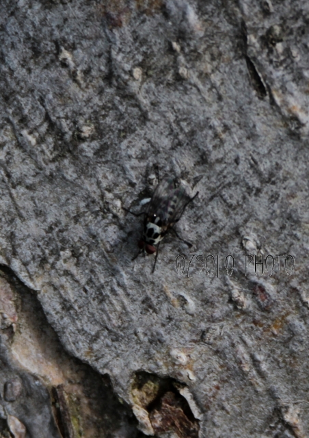Anthomyia