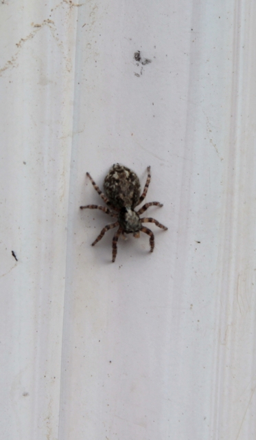 Pseudeuophrys lanigera - szobai ugrópók