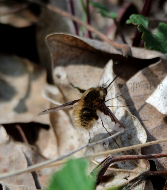 Bombylius major - szegélyes pöszörlégy