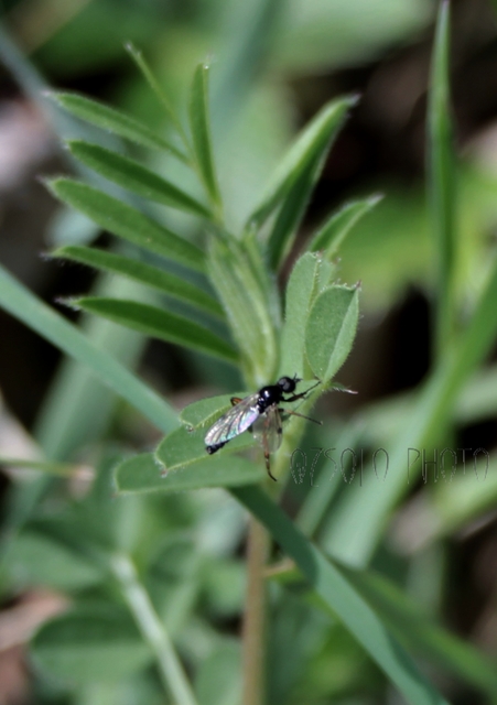 Bibionidae - bársonylegyek