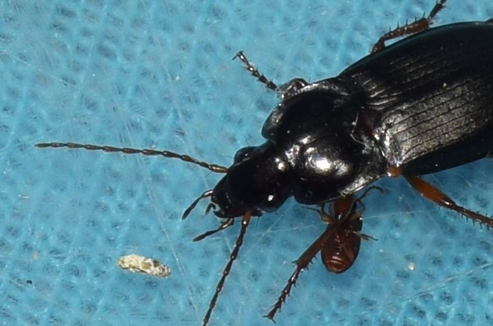 Calathus erratus - pusztai tarfutó