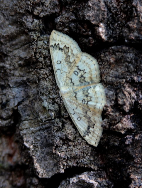 Cyclophora annularia - gyűrűs pettyesaraszoló