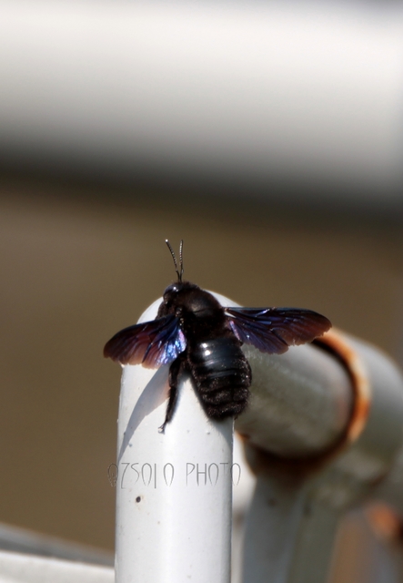 Xylocopa violacea - kék fadongó