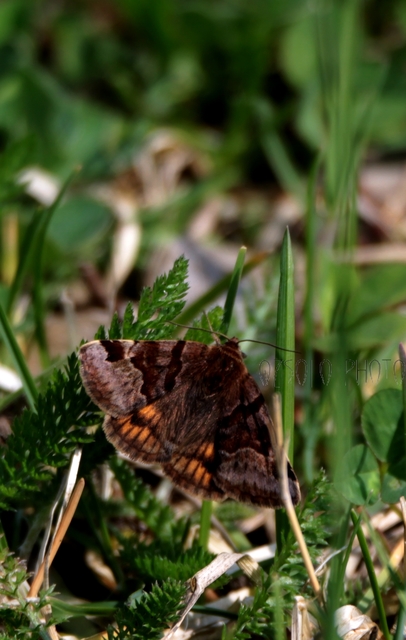 Euclidia glyphica - közönséges nappalibagoly