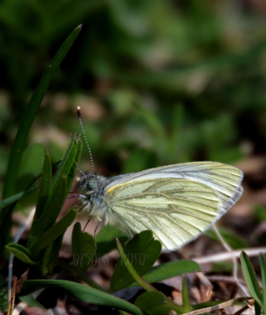 Pieris napi - repcelepke