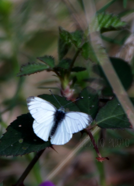 Pieris napi - repcelepke