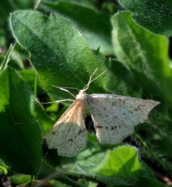 Hypoxystis pluviaria - hegyesszárnyú lápiaraszoló