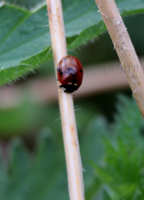 Coccinella septempunctata - hétpettyes katica