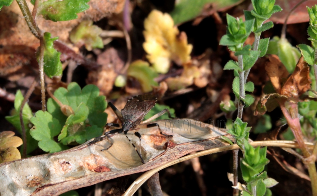 Stenocephalidae - gyűrűspoloskák