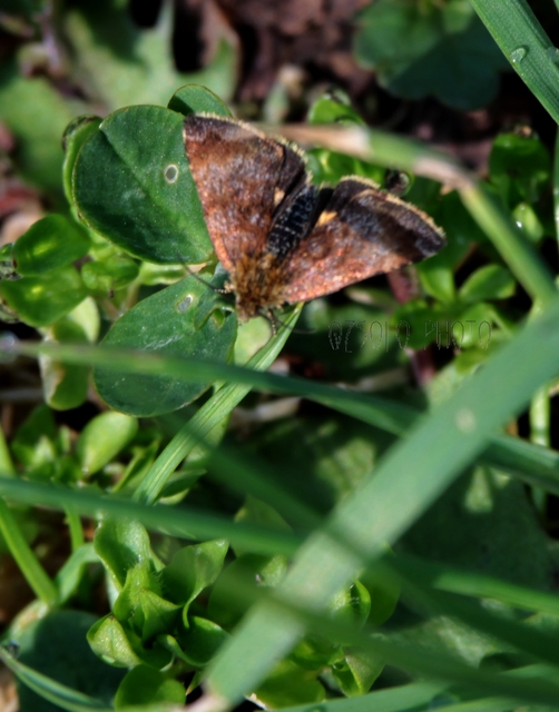 Panemeria tenebrata - apró sárgabagoly