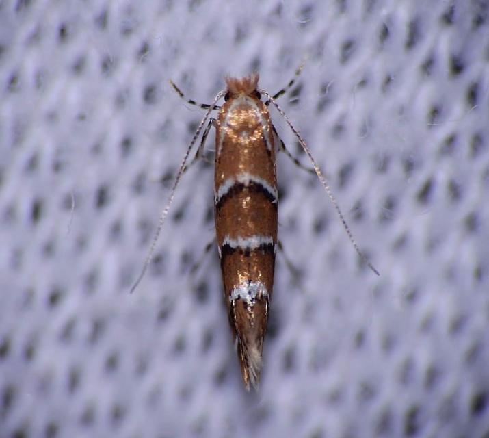 Cameraria ohridella - vadgesztenye-sátorosmoly