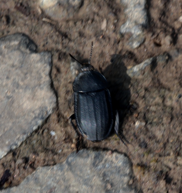 Silpha obscura - közönséges dögbogár