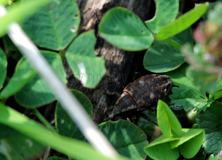 Lepyrus capucinus - pettyes fűzormányos