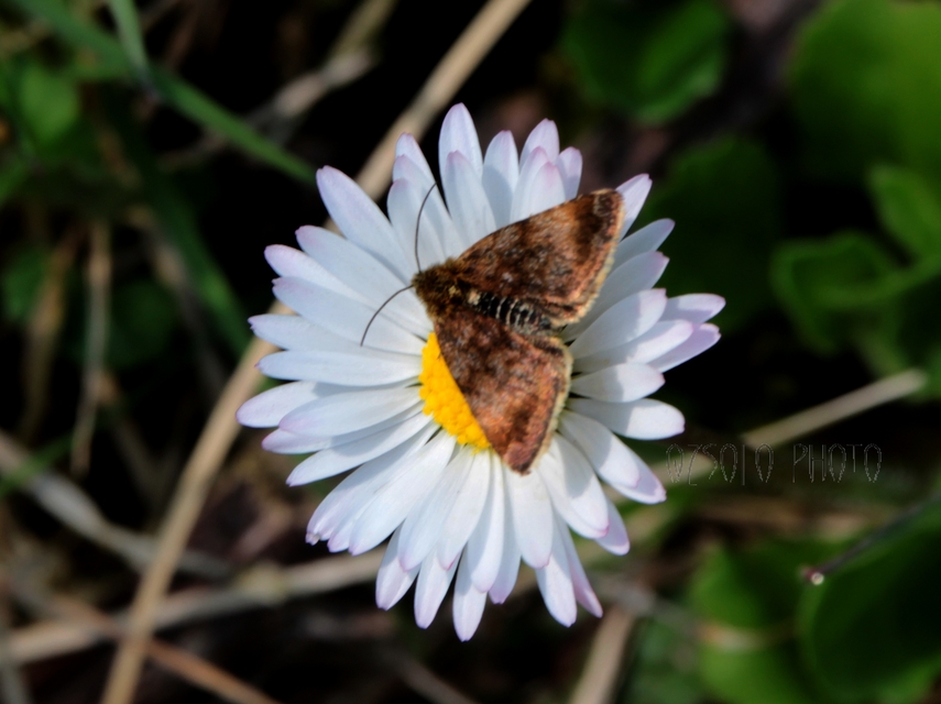 Panemeria tenebrata - apró sárgabagoly