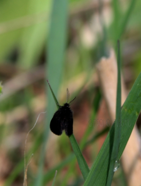 Epichnopterix plumella - ólomszürke zsákhordólepke