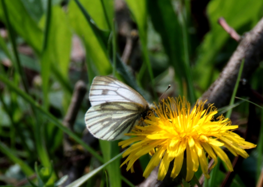 Pieris napi - repcelepke