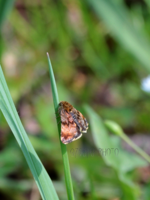 Panemeria tenebrata - apró sárgabagoly