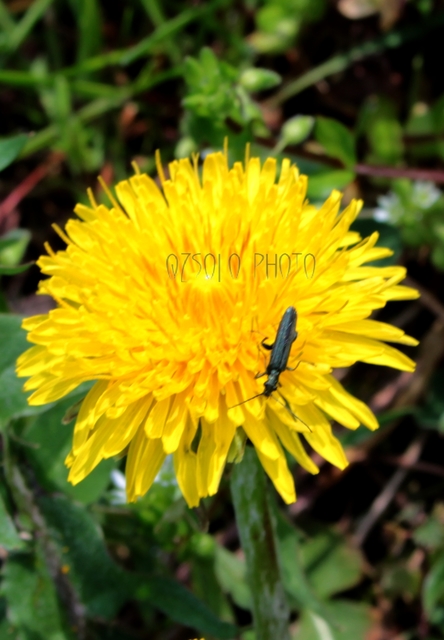 Oedemera