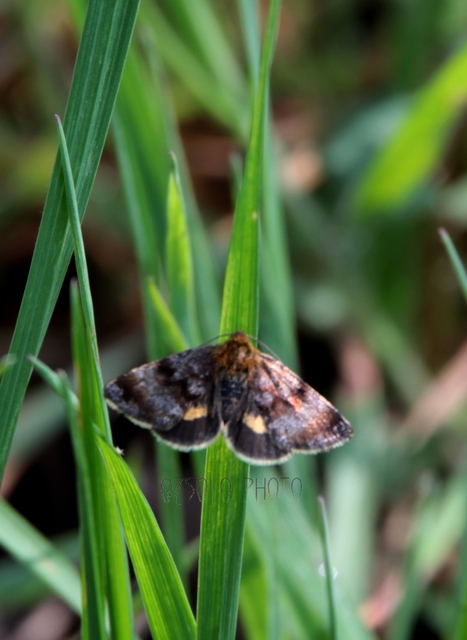 Panemeria tenebrata - apró sárgabagoly
