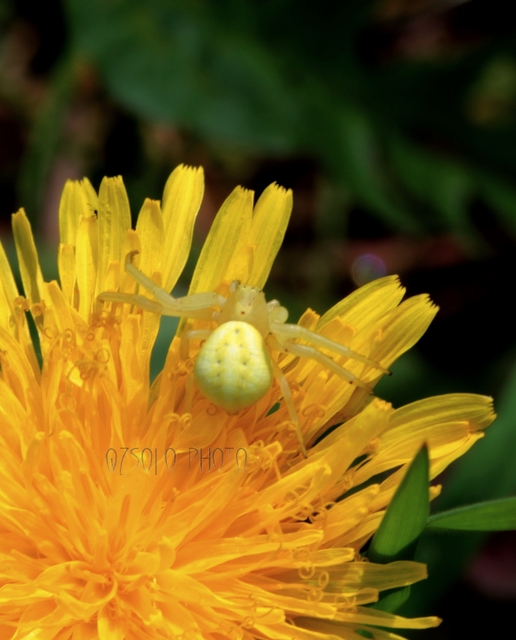 Misumena vatia - viráglakó karolópók