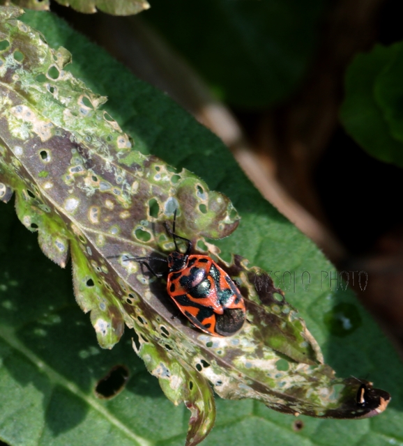 Eurydema ornata - díszespoloska Eurydema ornata - díszespoloska
